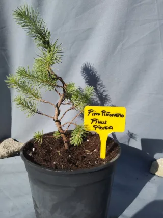 PREBONSÁI PINO PIÑONERO. PINUS PINEA