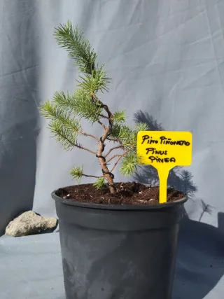 PREBONSÁI PINO PIÑONERO. PINUS PINEA