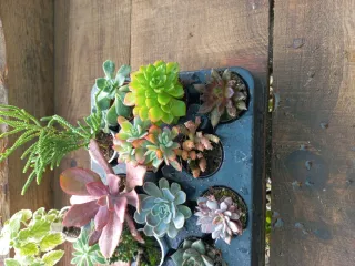 Conjunto de 12 Suculentas Variadas