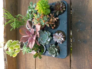 Conjunto de 12 Suculentas Variadas