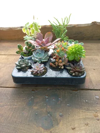 Conjunto de 12 Suculentas Variadas