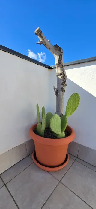 Olivo con maceta grande