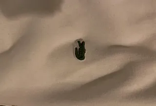 Chaqueta Sudadera Lacoste Zip Blanca