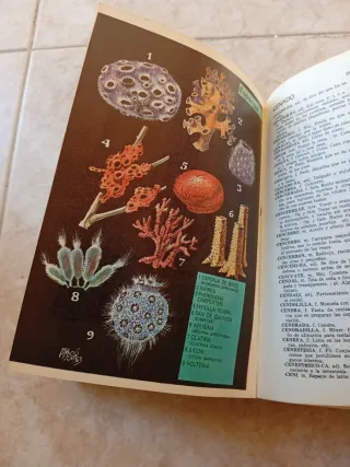 Diccionario español 1963