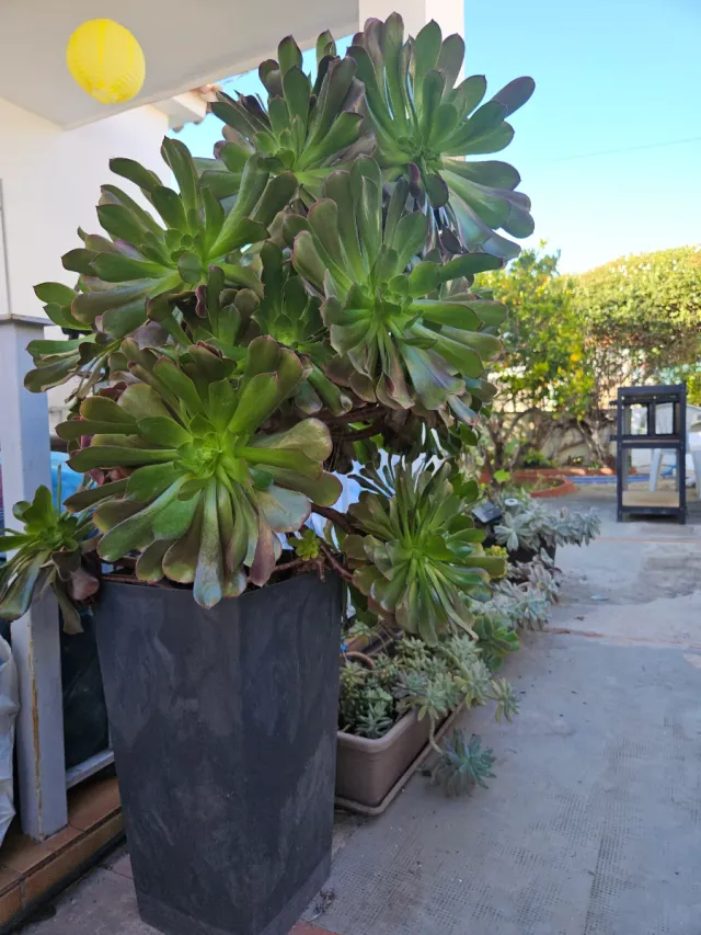 Aeoniums en maceta, varios tamaños