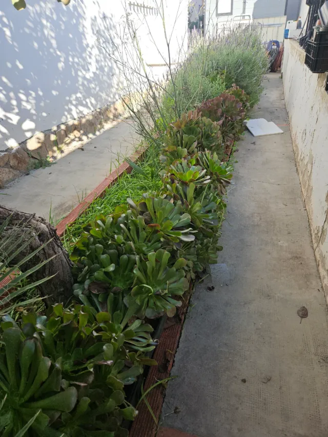 Aeoniums en maceta, varios tamaños