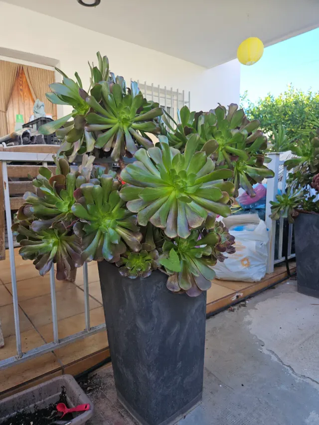Aeoniums en maceta, varios tamaños