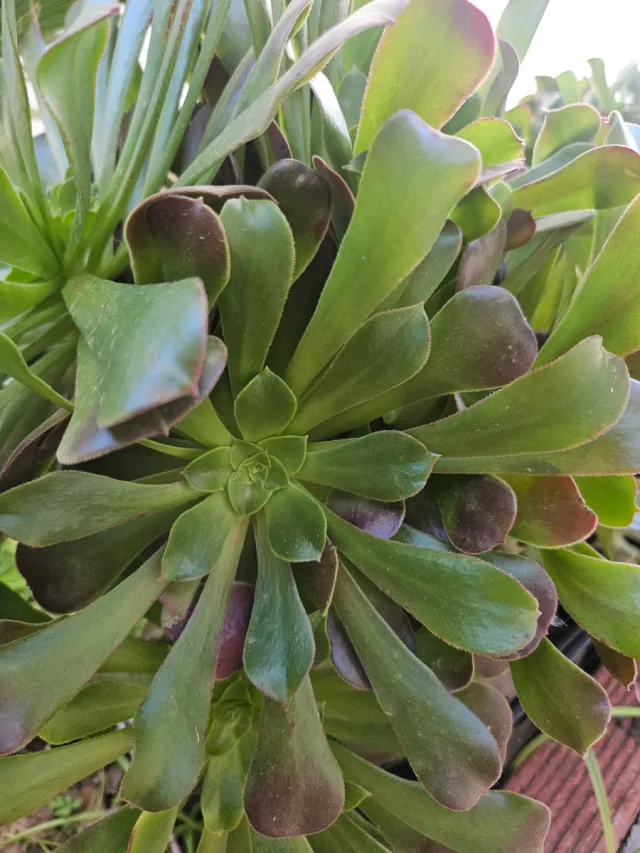 Aeoniums en maceta, varios tamaños