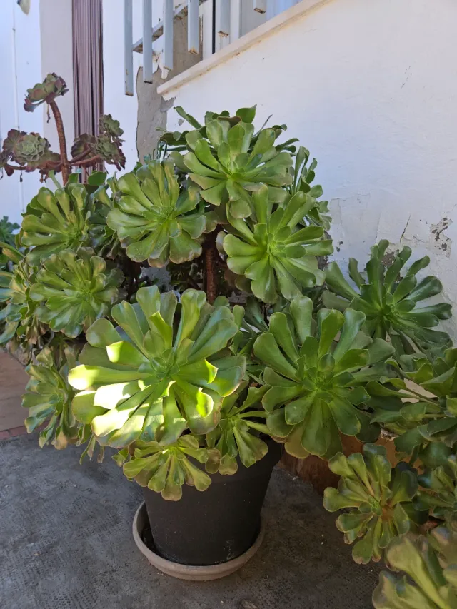 Aeoniums en maceta, varios tamaños