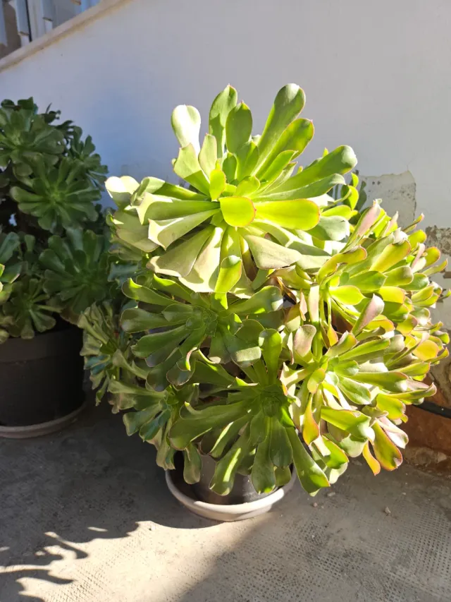 Aeoniums en maceta, varios tamaños