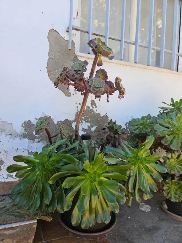 Aeoniums en maceta, varios tamaños