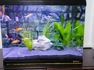 Pecera Boyu Negra 80L