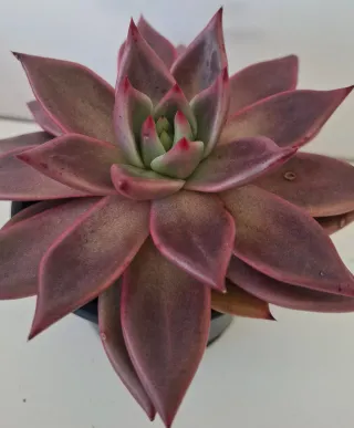 Echeveria Agavoides Romeu