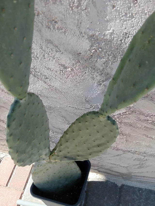 Chumbera Roja 4 Hojas en Maceta