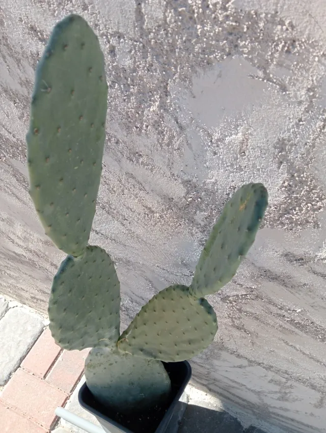 Chumbera Roja 4 Hojas en Maceta