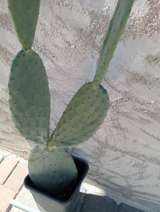 Chumbera Roja 4 Hojas en Maceta