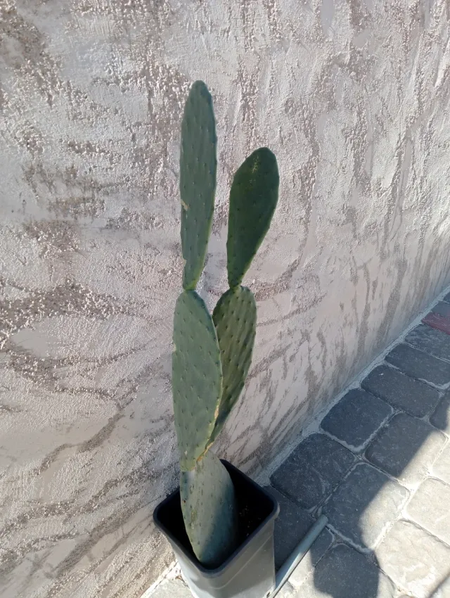 Chumbera Roja 4 Hojas en Maceta