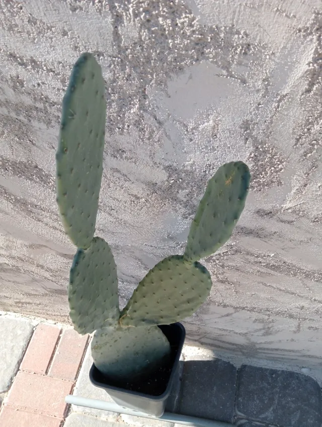 Chumbera Roja 4 Hojas en Maceta