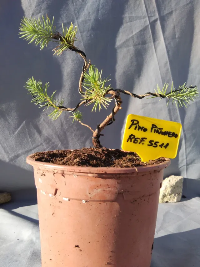 PREBONSÁI PINO PIÑONERO