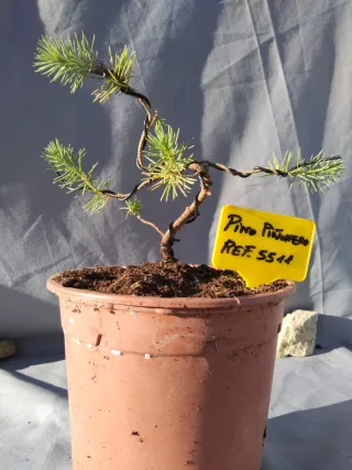 PREBONSÁI PINO PIÑONERO