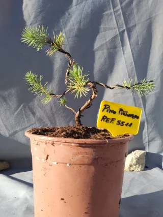 PREBONSÁI PINO PIÑONERO