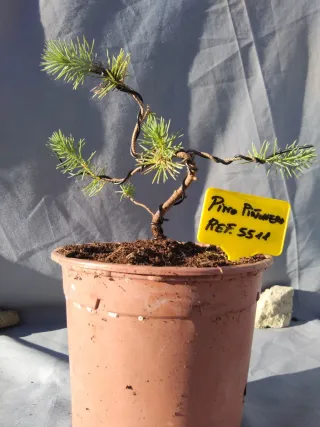 PREBONSÁI PINO PIÑONERO