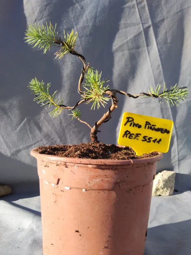 PREBONSÁI PINO PIÑONERO
