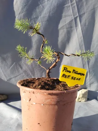 PREBONSÁI PINO PIÑONERO