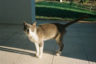 Minolta AF-DL fotocamera compatta