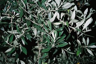 Minolta AF-DL fotocamera compatta