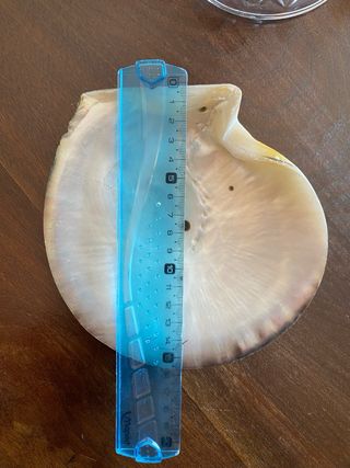 Antigua Concha Nácar con Pie