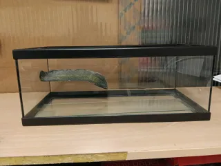 Acuario de cristal con decoración