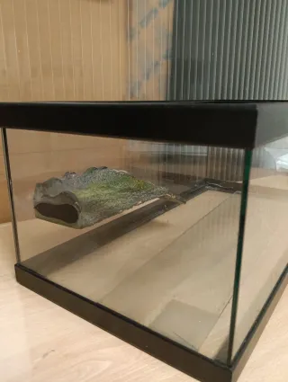 Acuario de cristal con decoración