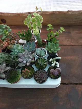 Lote de 20 Suculentas + 1 incenso