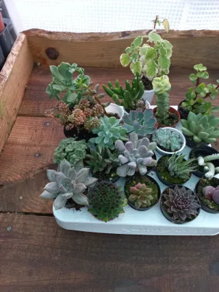 Lote de 20 Suculentas + 1 incenso