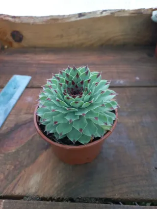 Planta suculenta em vaso