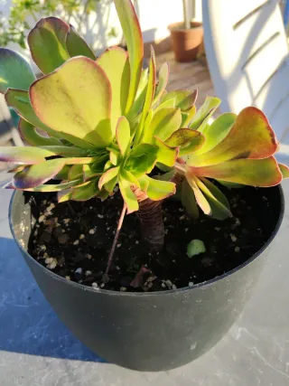 Planta suculenta Aeonium Arboreum