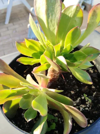 Planta suculenta Aeonium Arboreum