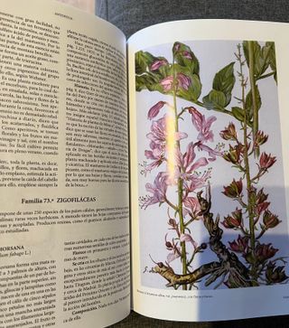 Plantas medicinales: El Dioscórides renovado