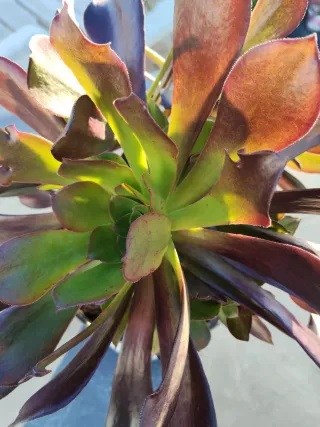Planta suculenta Aeonium Arboreum