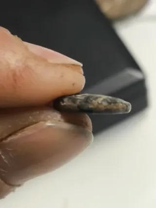 Moneda Griega Seleúcida Antiochos III