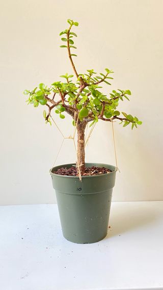 Bonsái Portulacaria Afra