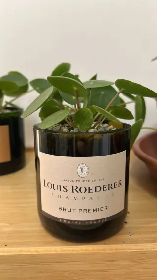 Piante grasse in bottiglie di champagne