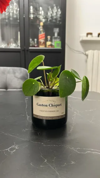 Piante grasse in bottiglie di champagne