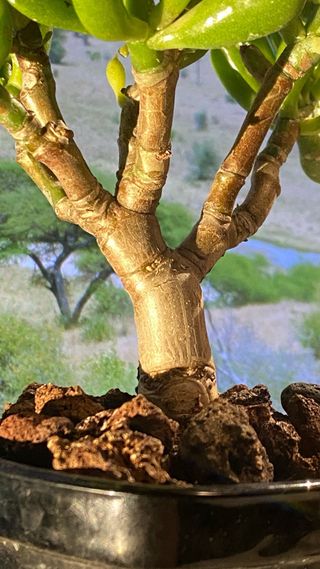 Bonsái Crassula Ovata Gollum Jade