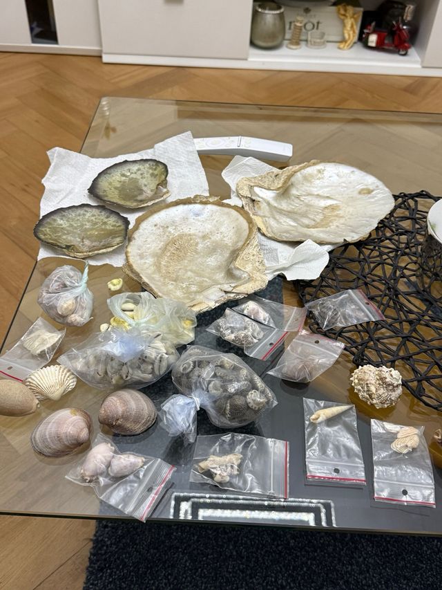 Collezione conchiglie