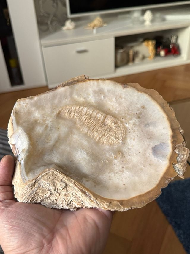 Collezione conchiglie