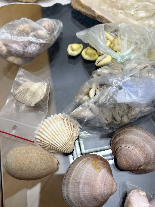 Collezione conchiglie