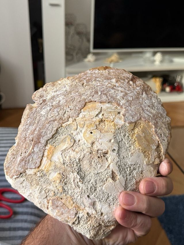 Collezione conchiglie