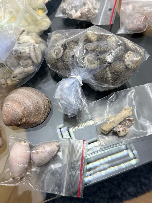 Collezione conchiglie